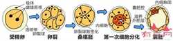 上海福音代孕网,代怀孕公司,这看似简单的几个动